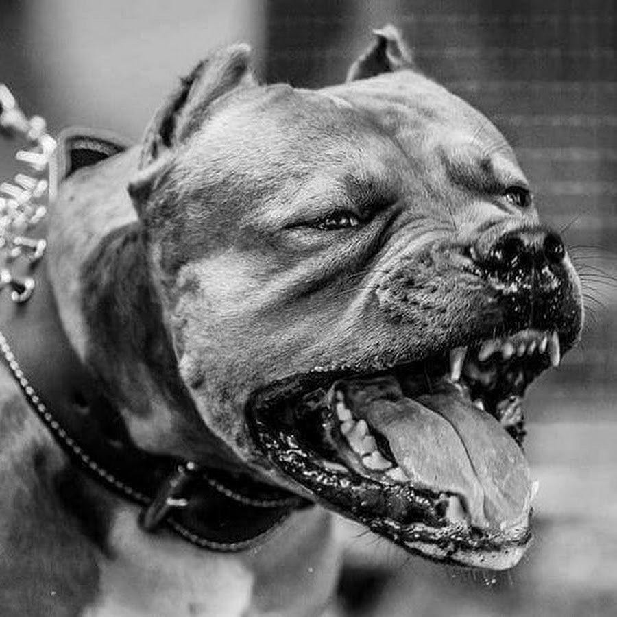 Стафф бойцовская собака