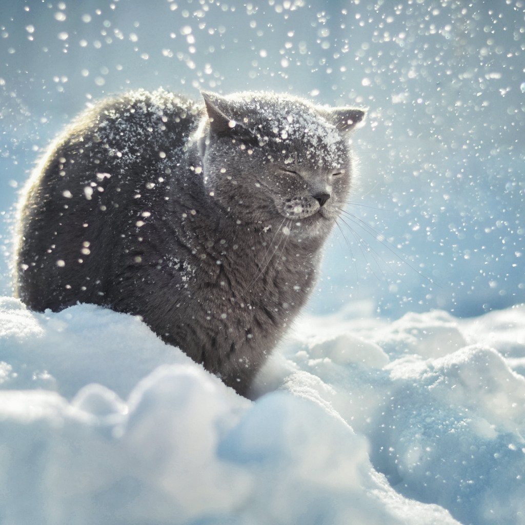 Кот в снегу ветер