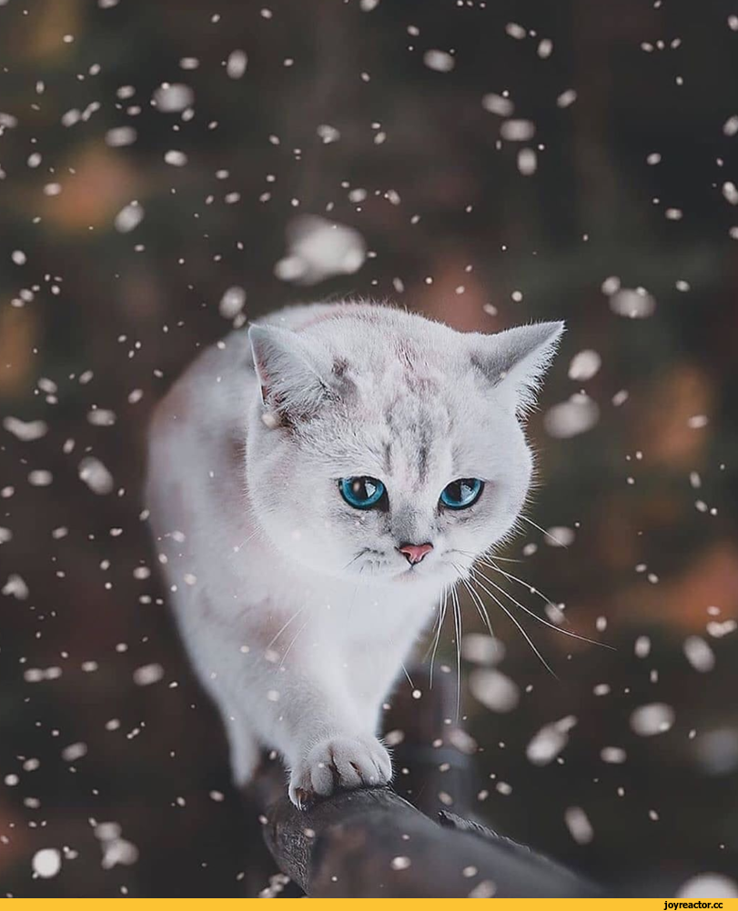 Белая кошка на снегу