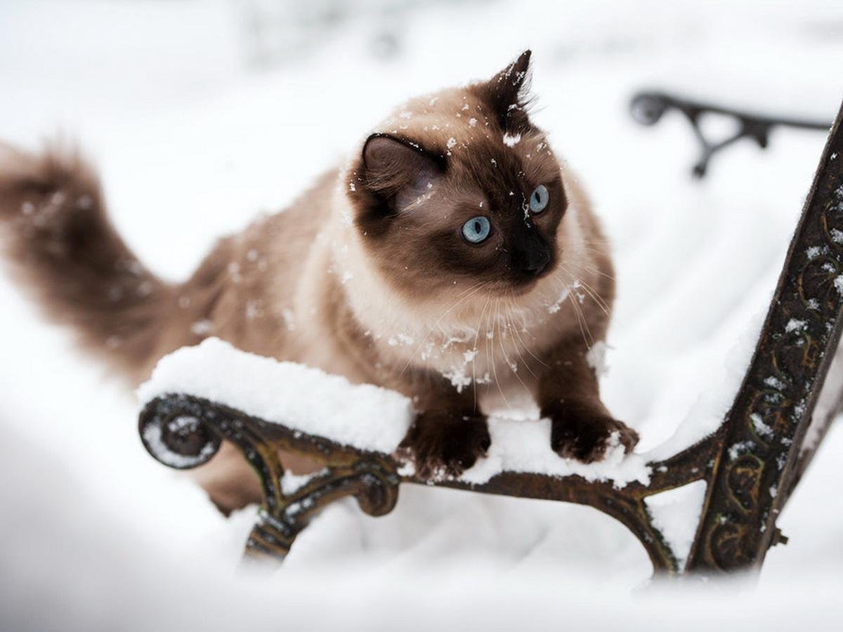 Зима кошка Сиамская