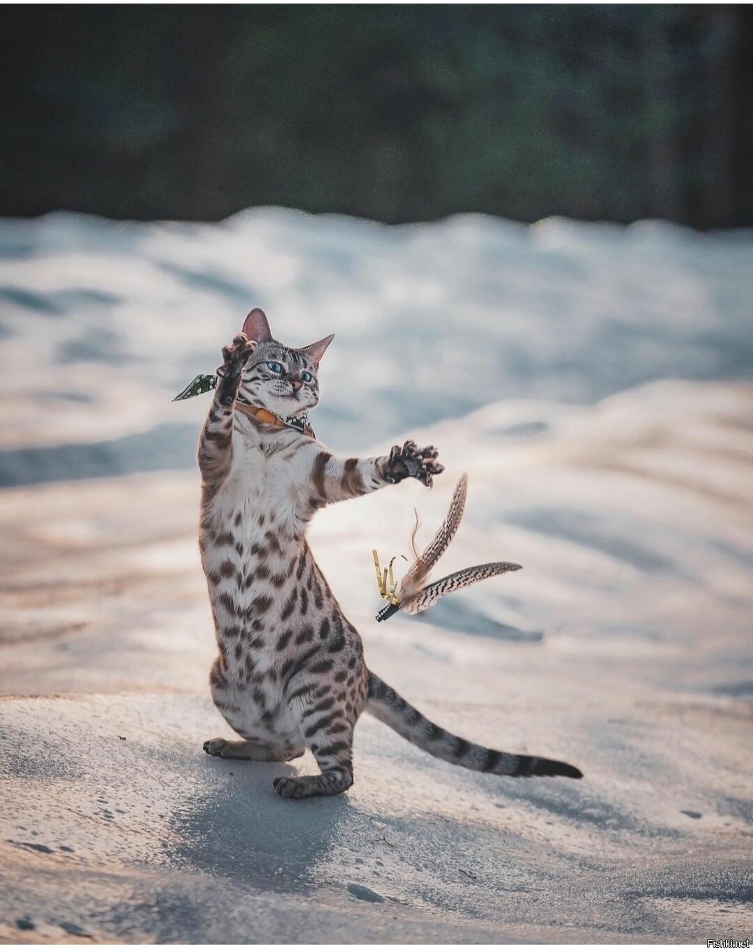 Кот на задних лапах в снегу