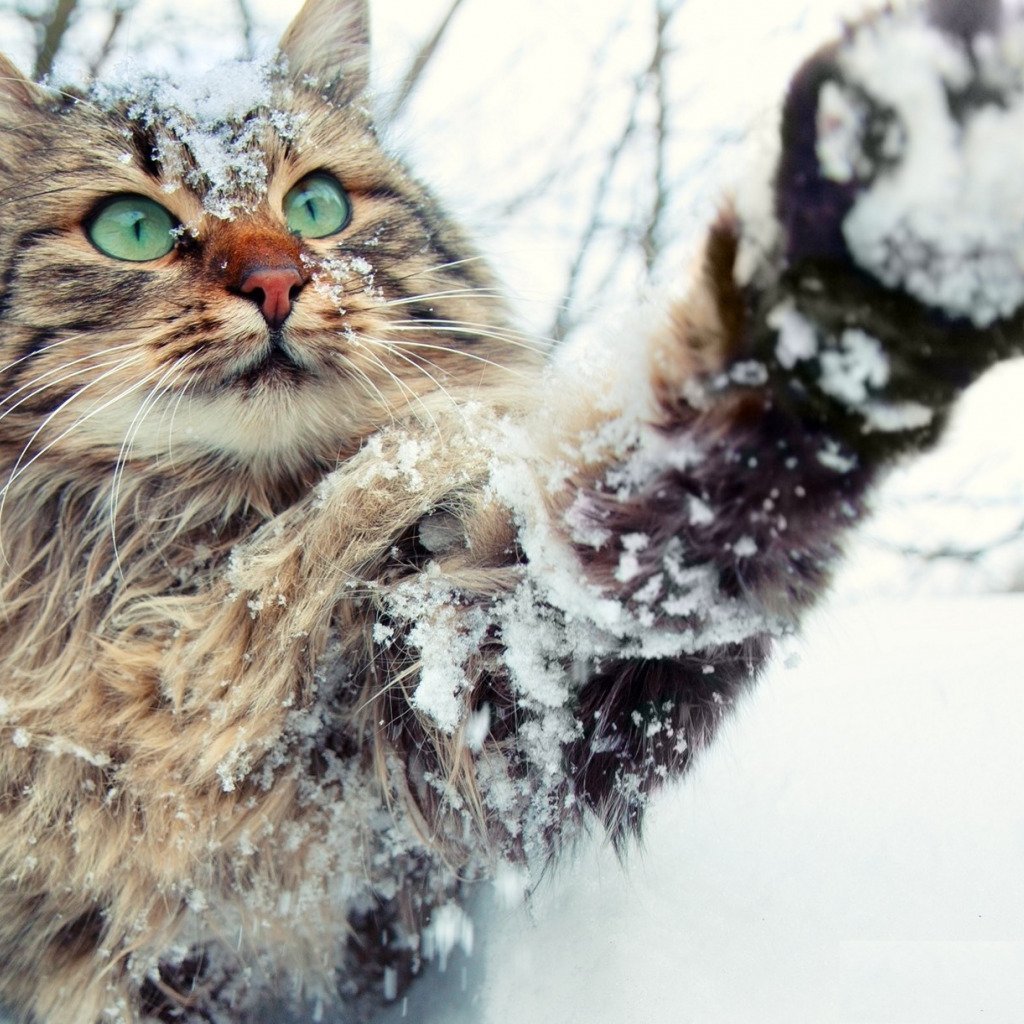 Зимний кот