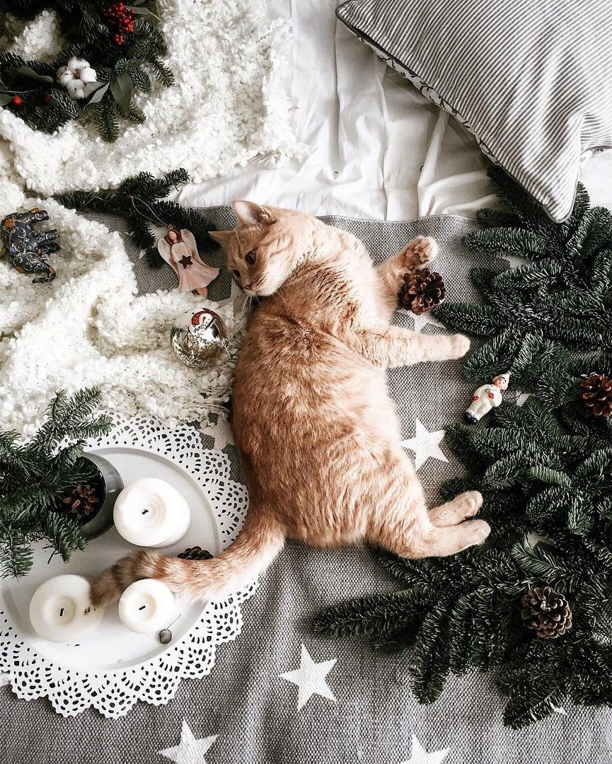 Красивые коты зимой