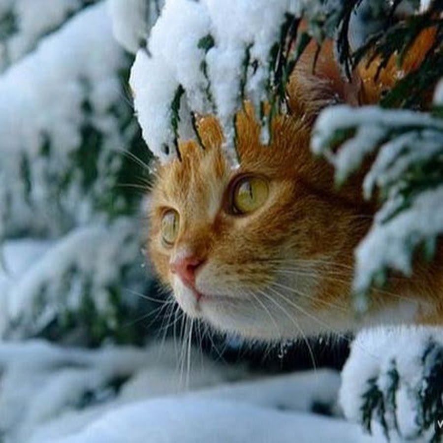 Кот в снегу новый год