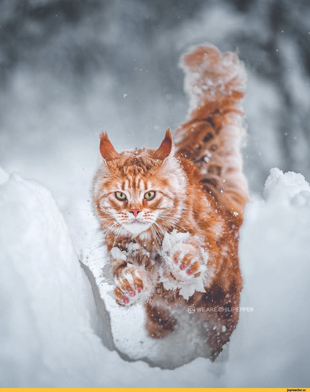 Снежная кошка с большими лапищами
