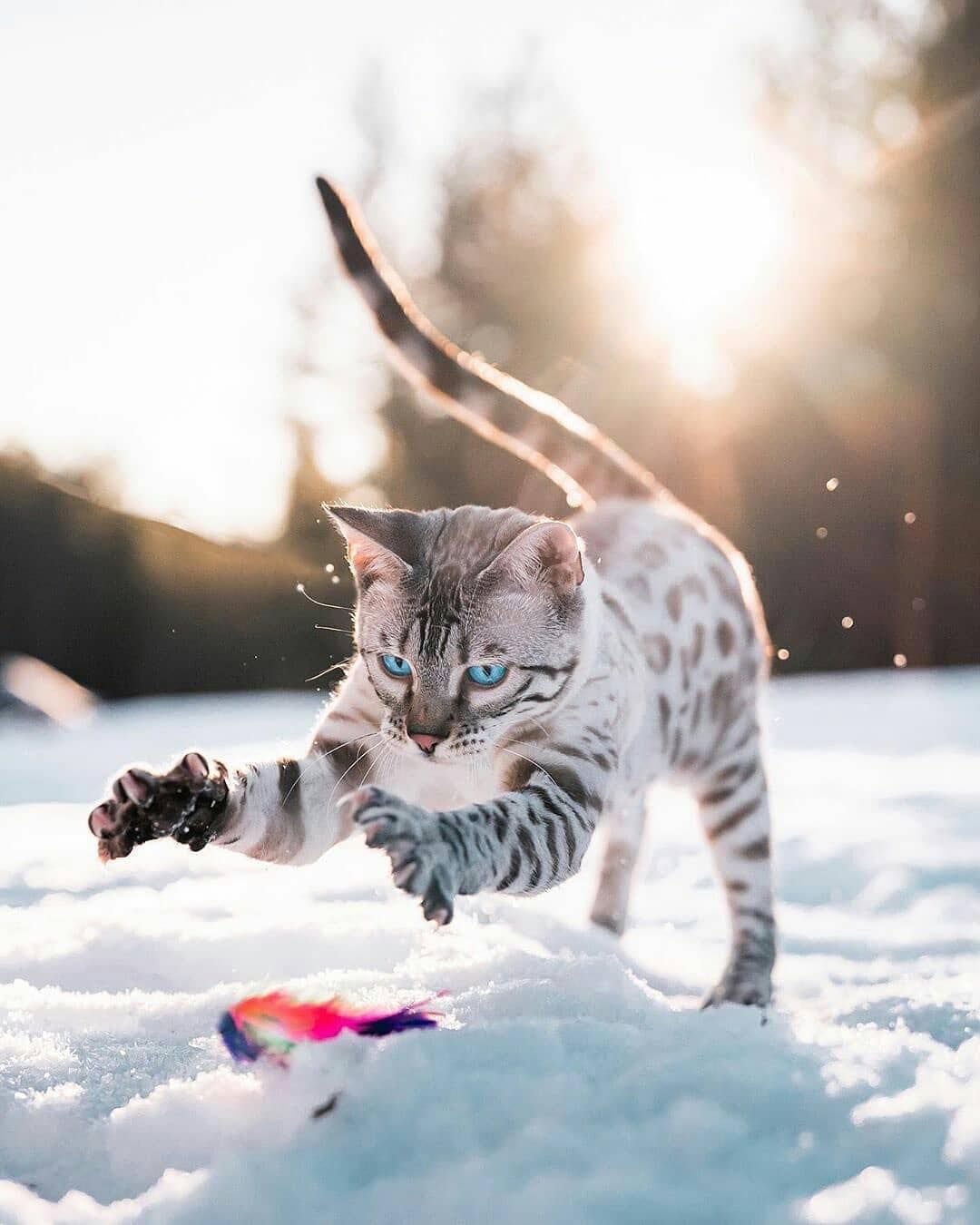 Бенгальский снежный Линкс