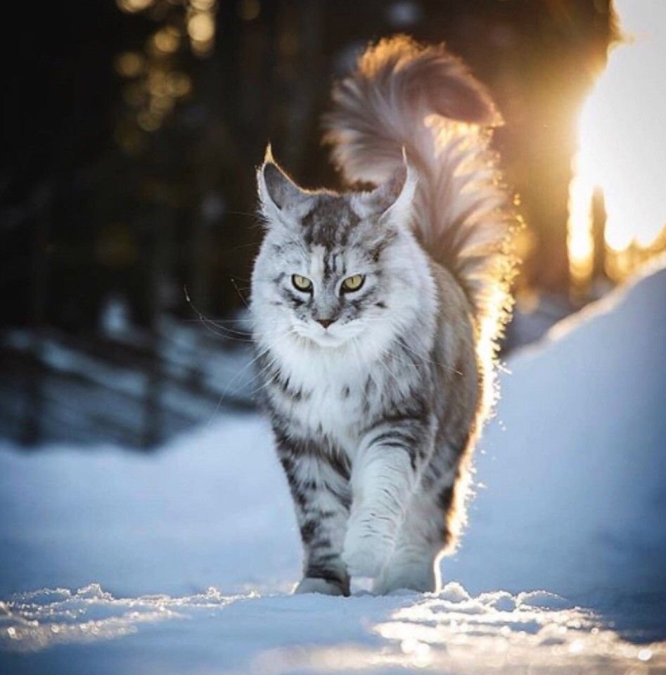 Мейн кун пушистый