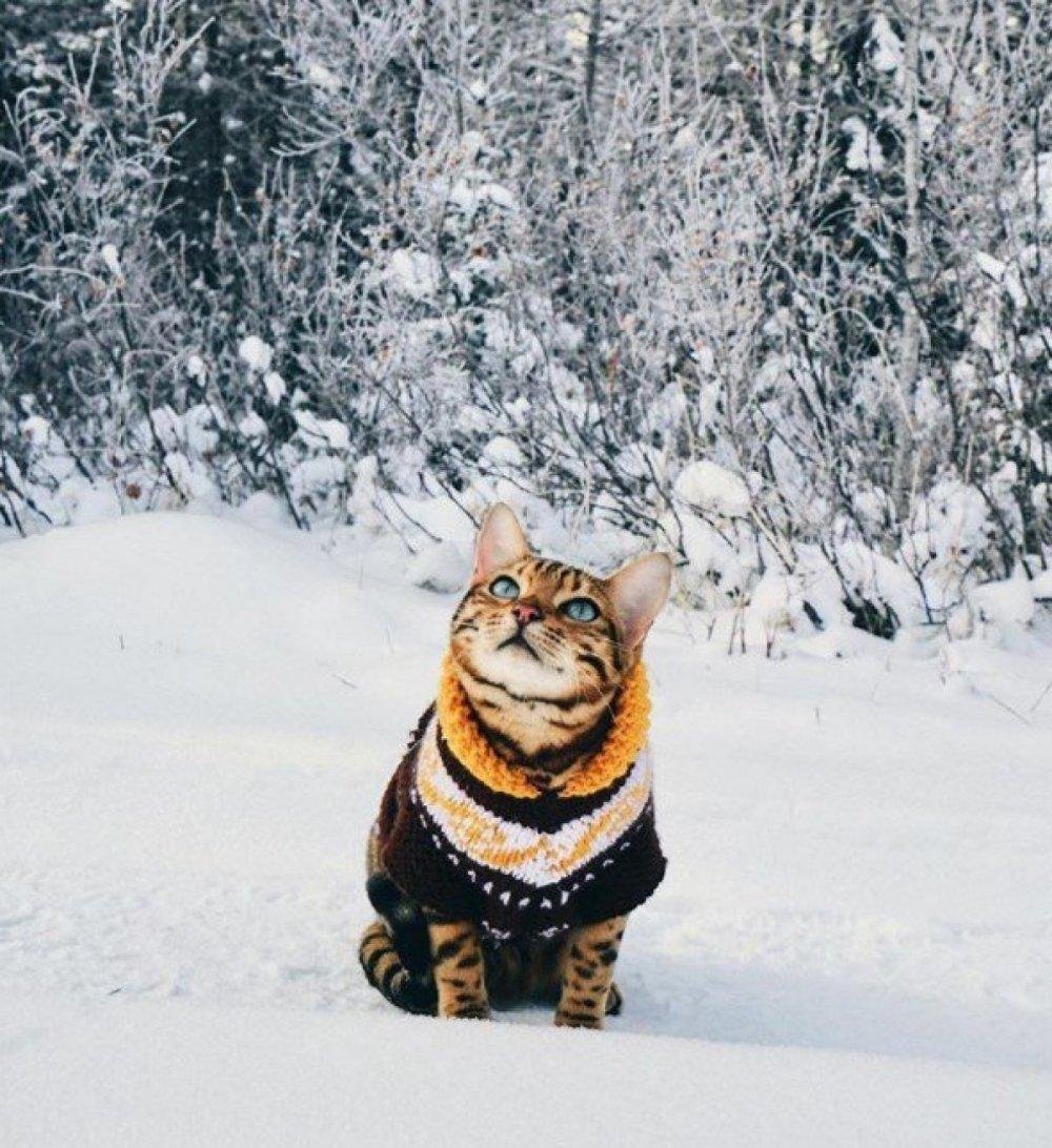 Весёлый кот зимой