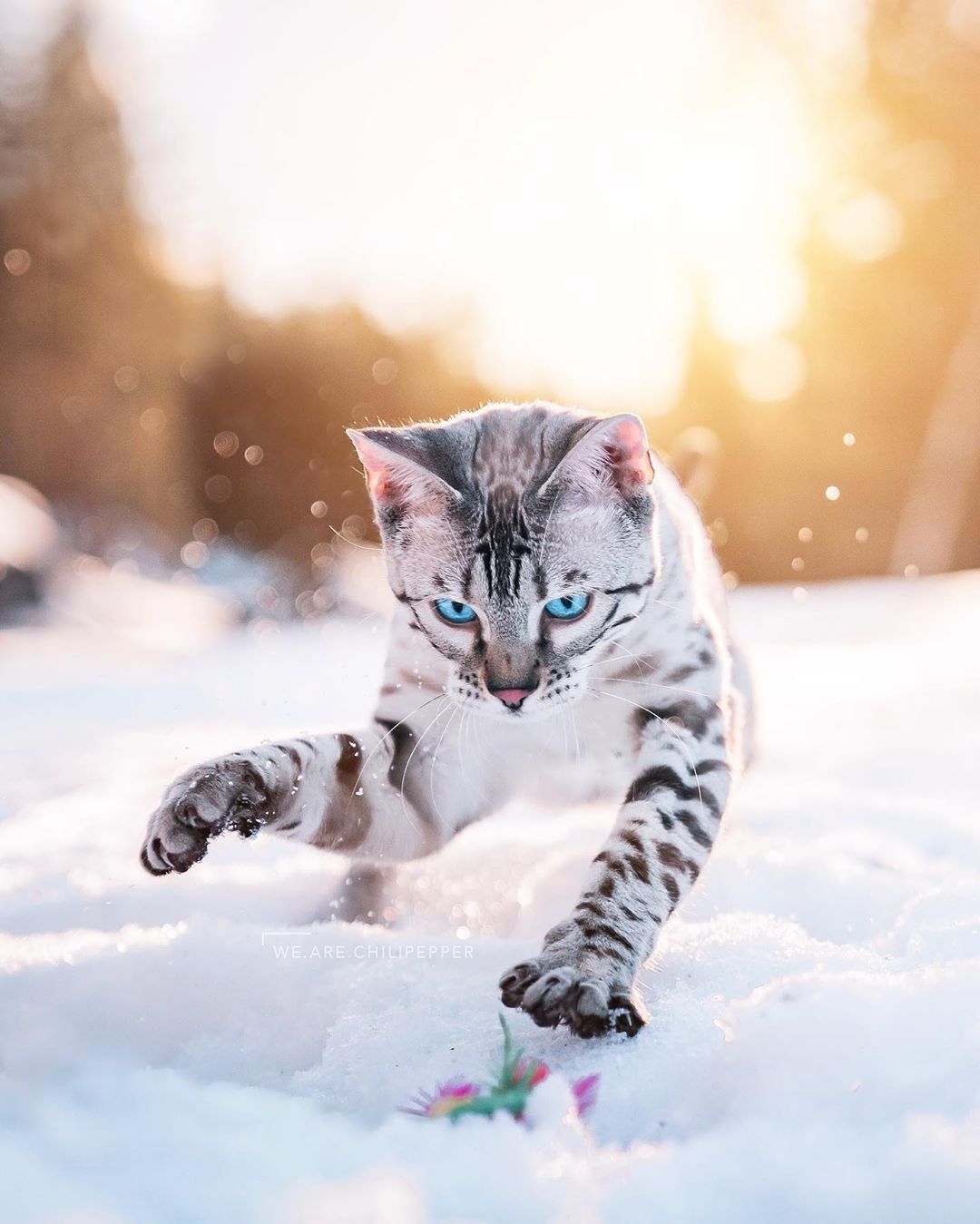 Кошки зимой