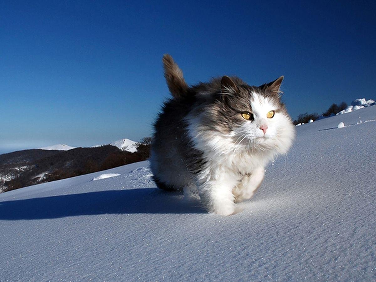 Доброе утро снег