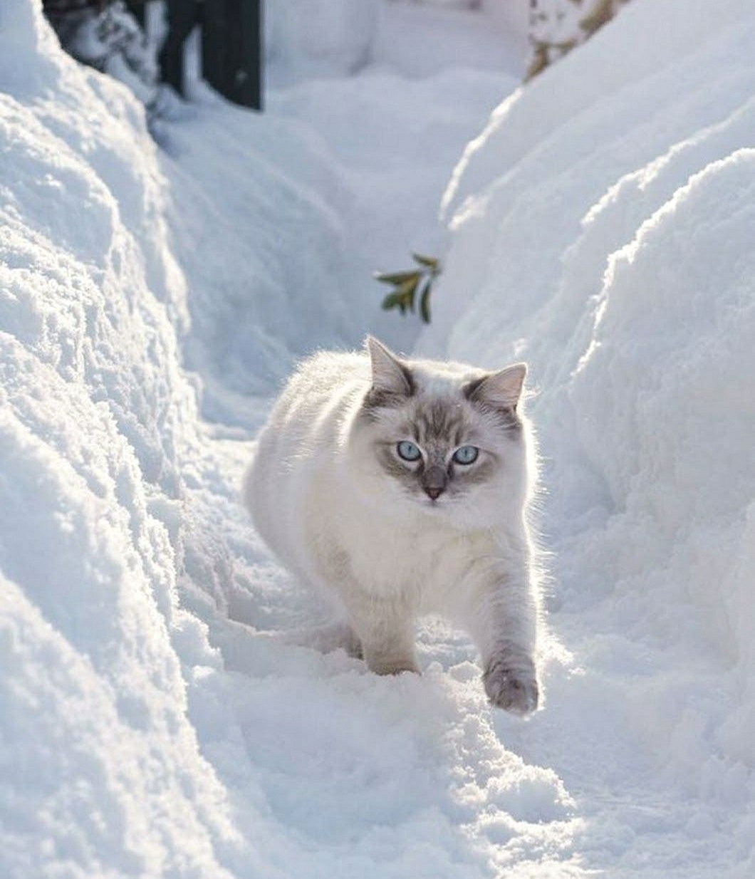 Кот в снегу