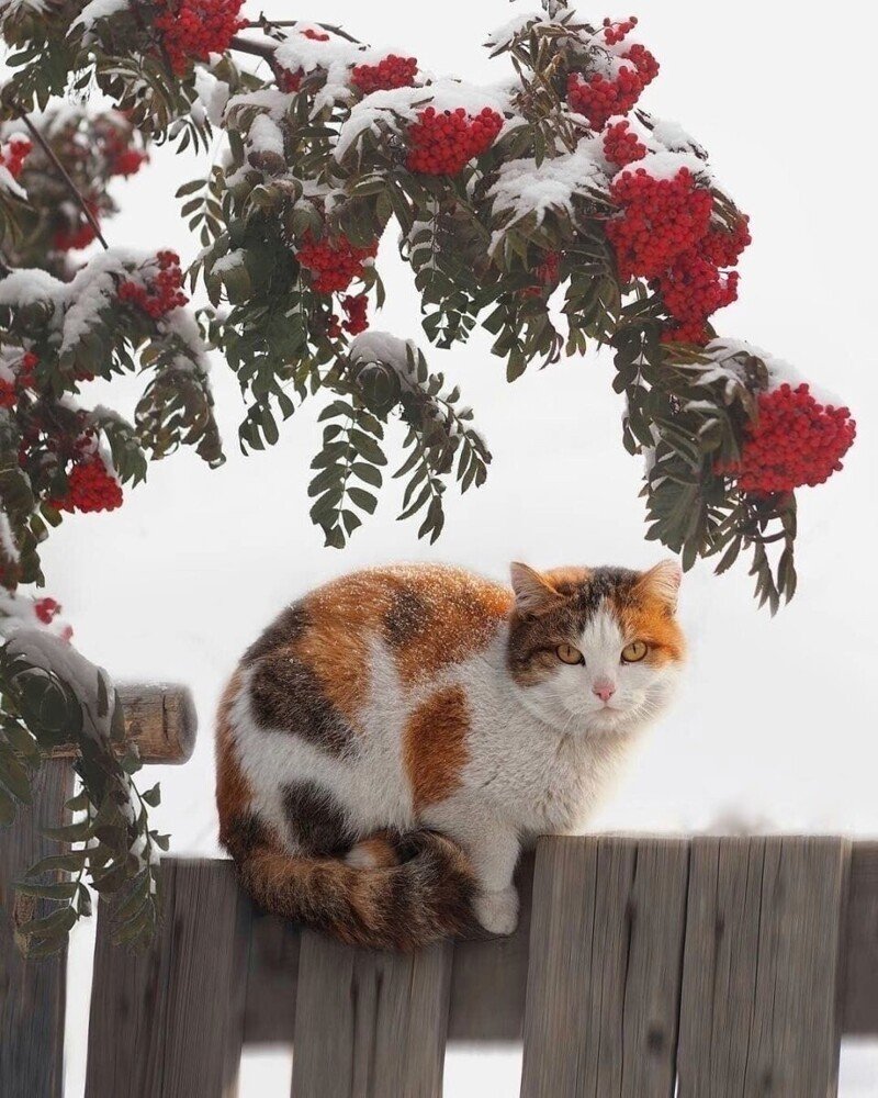 Кот и снегопад