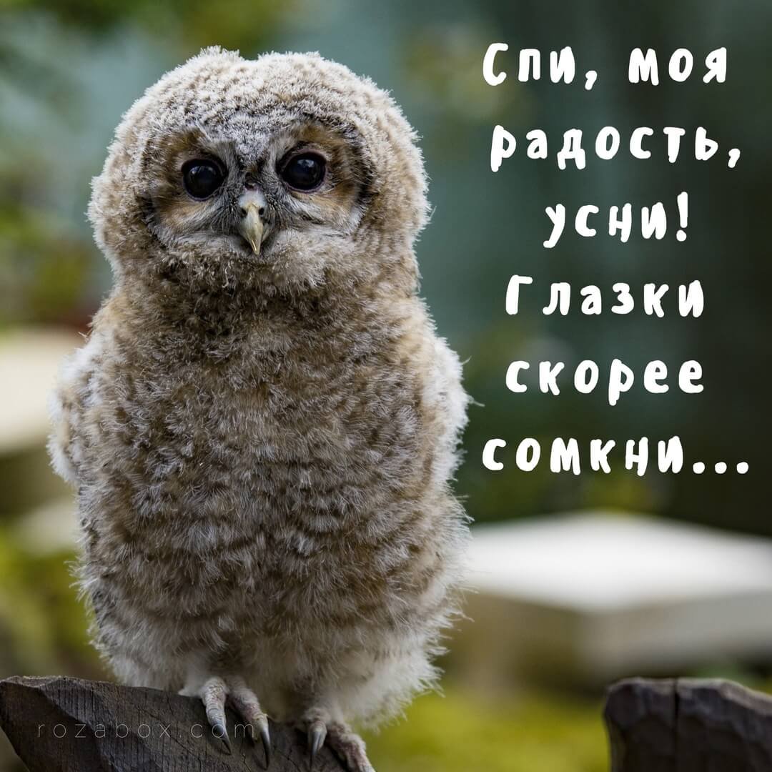 Смешные Совы спокойной ночи