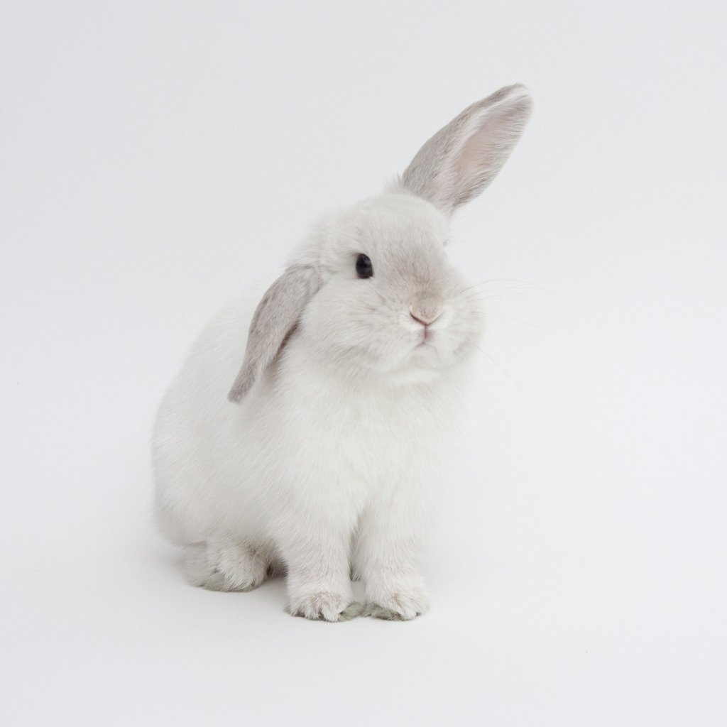 Кролик на белом фоне