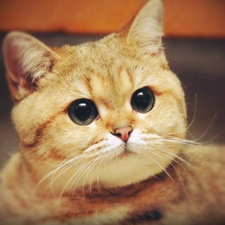 Кот Пидрила ебаная оригинал