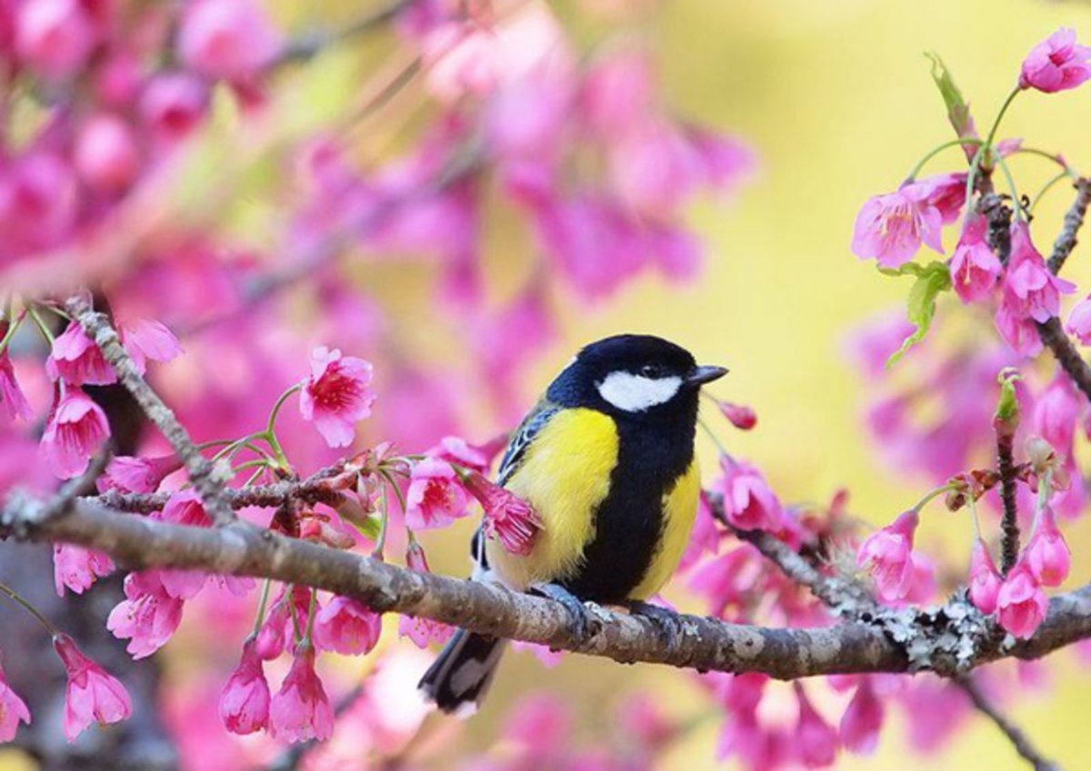 Яркие весенние цветы