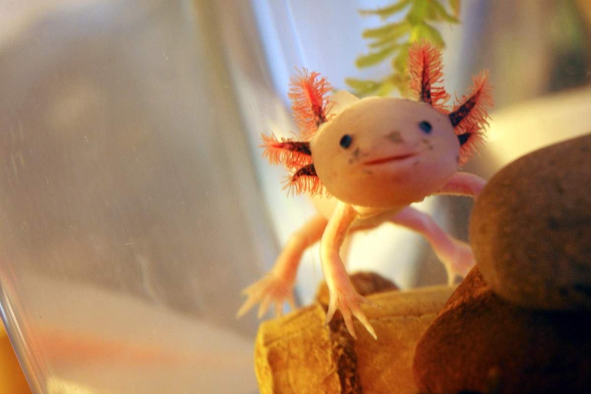 Амбистома и аксолотль