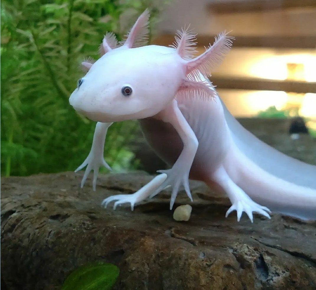 Милые рисунки аксолотля