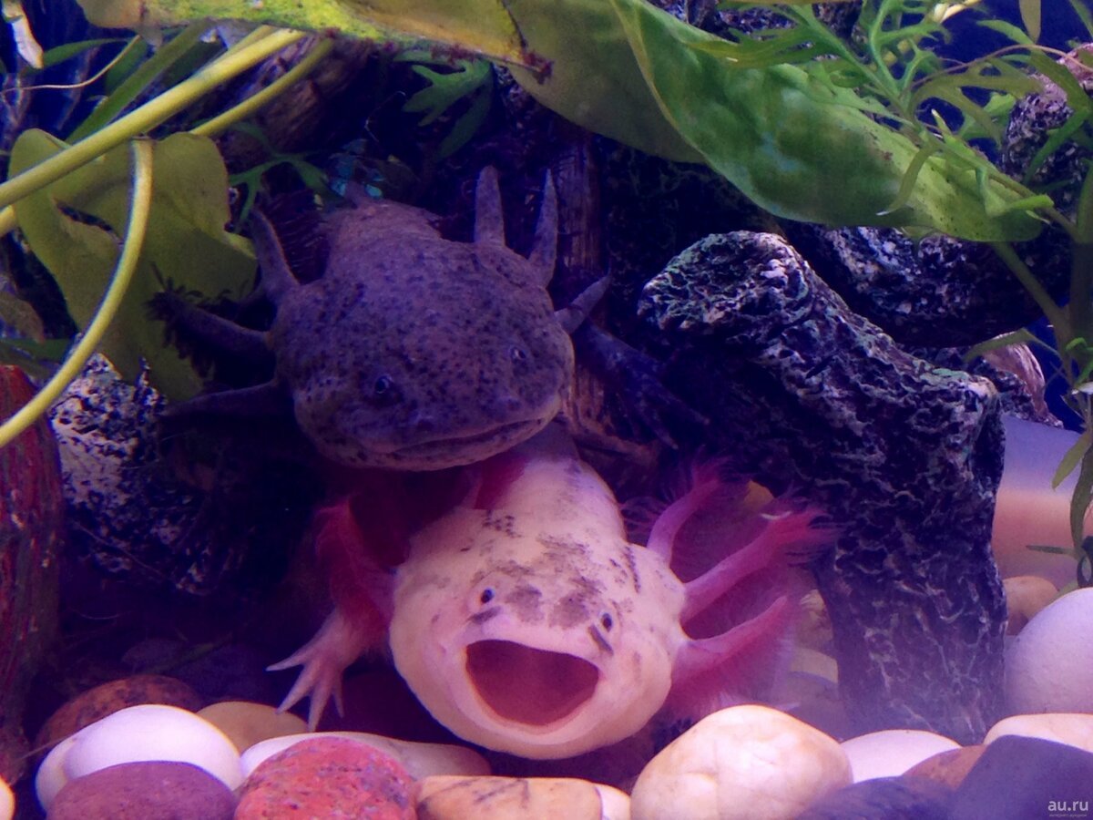 Аквариумная ящерица аксолотль