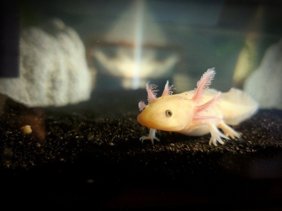 Тритон аквариумный аксолотль