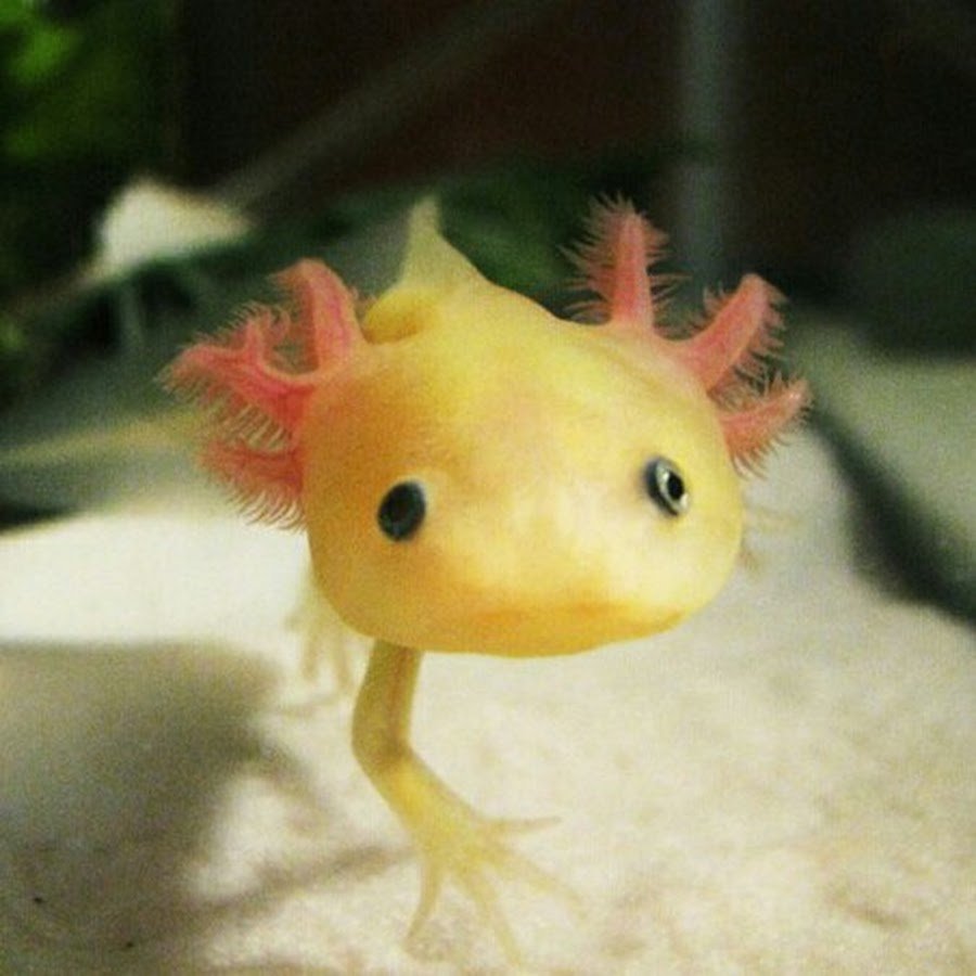 Мексиканская саламандра аксолотль