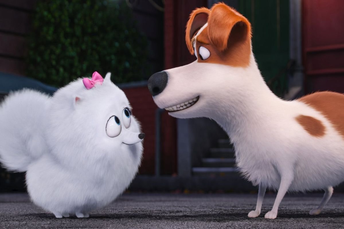 Гиджет порода собаки