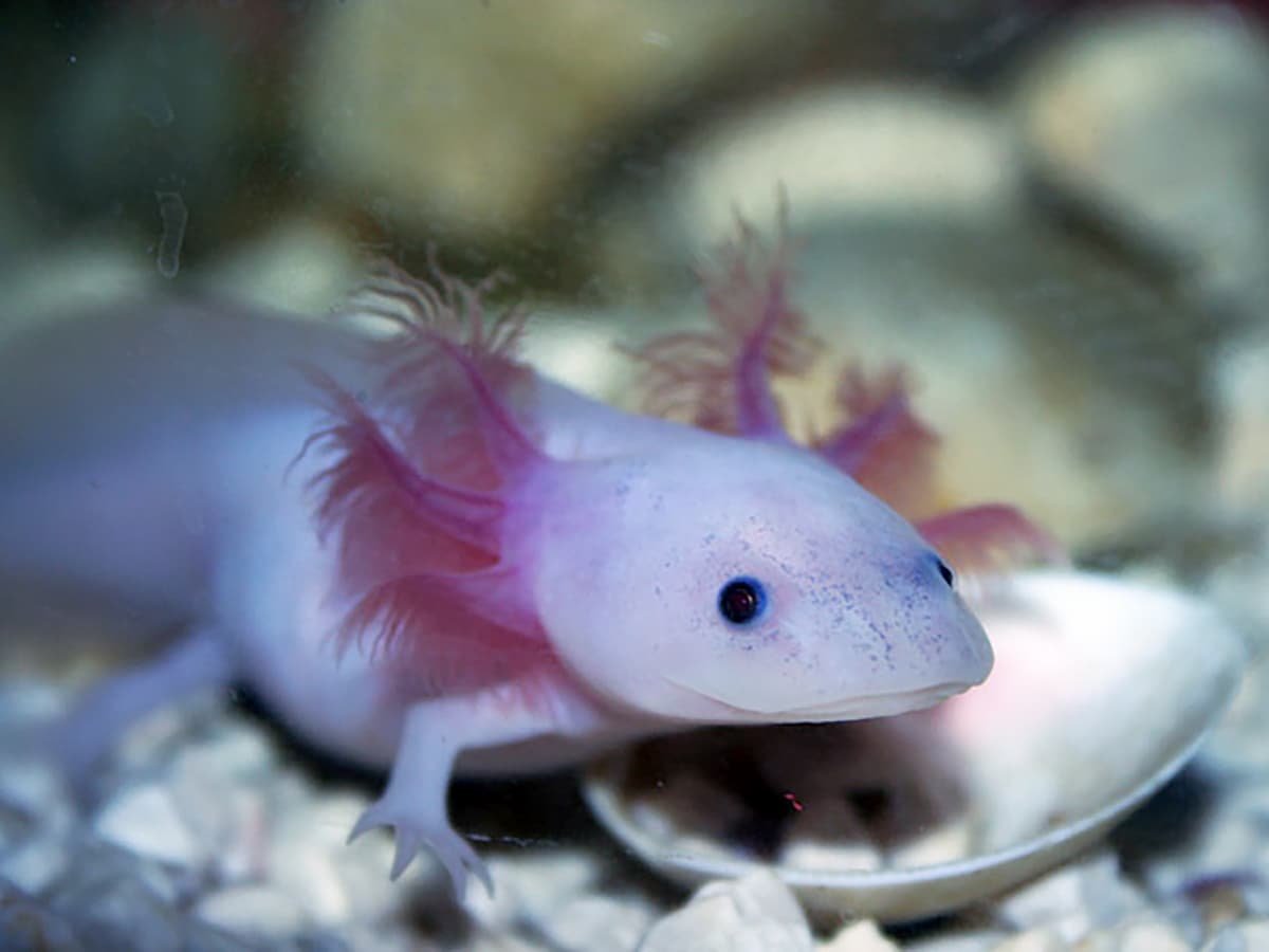 Тритон аквариумный аксолотль