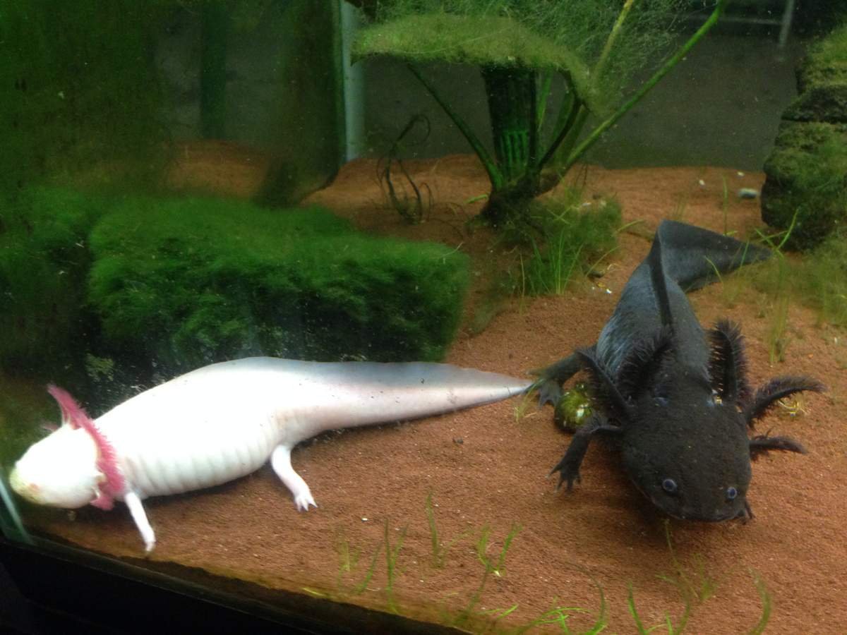 Аксолотль Беззубик