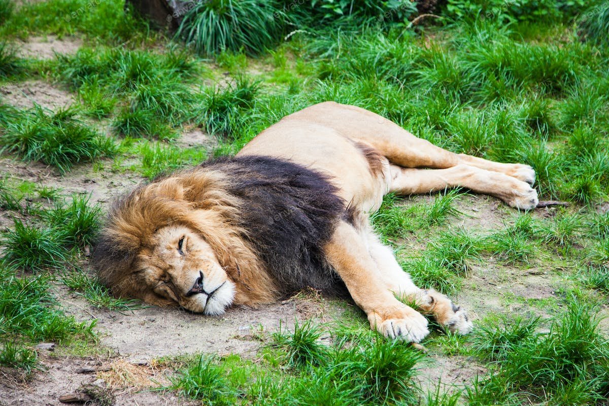 Спокойный Лев