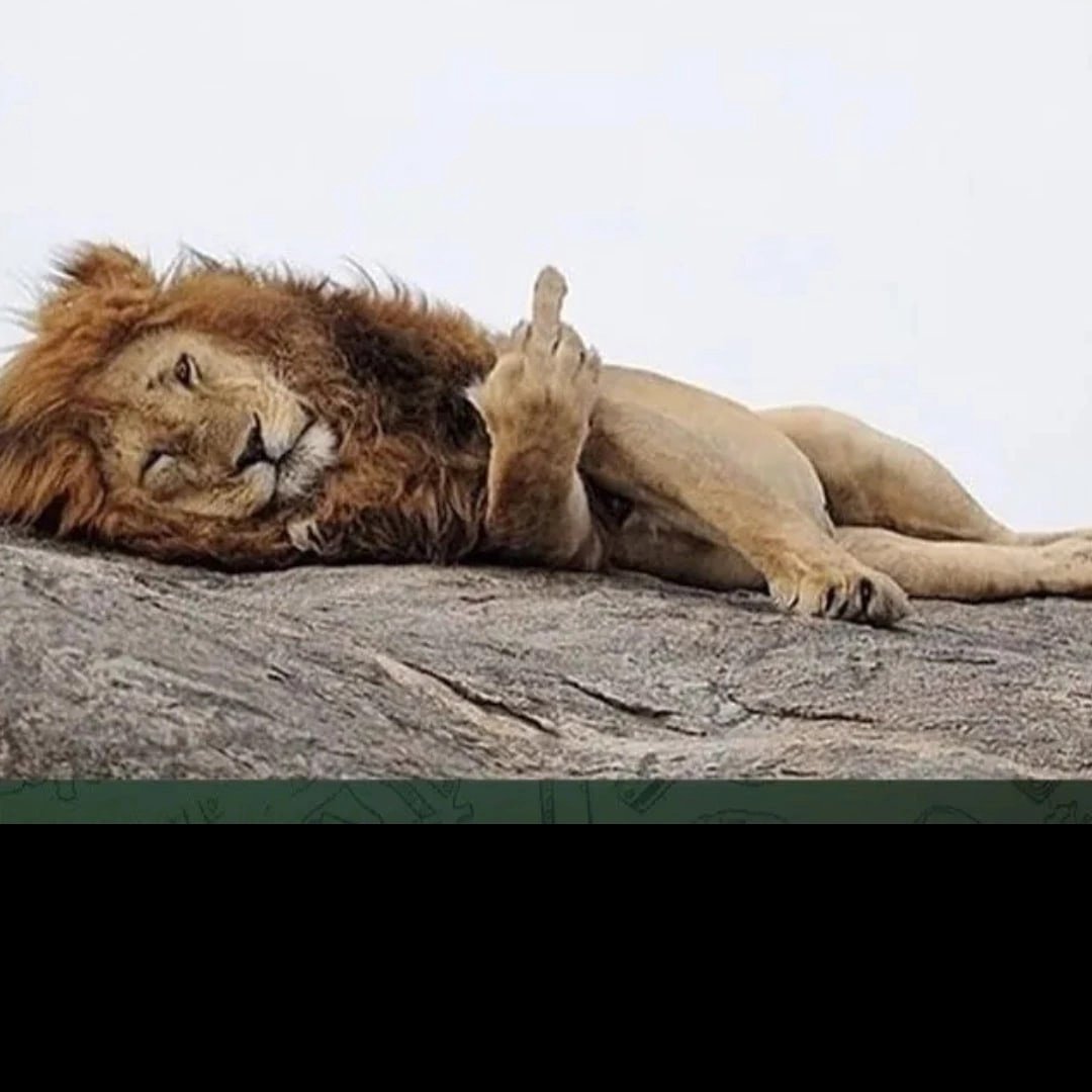 Спящий Лев сафари