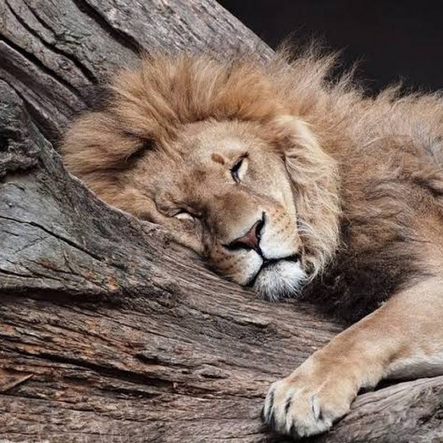 Лев спит лапы