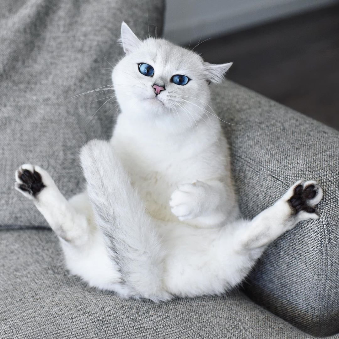 Белая кошка лежит