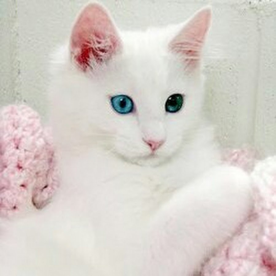 Шиншилла Пойнт Коби