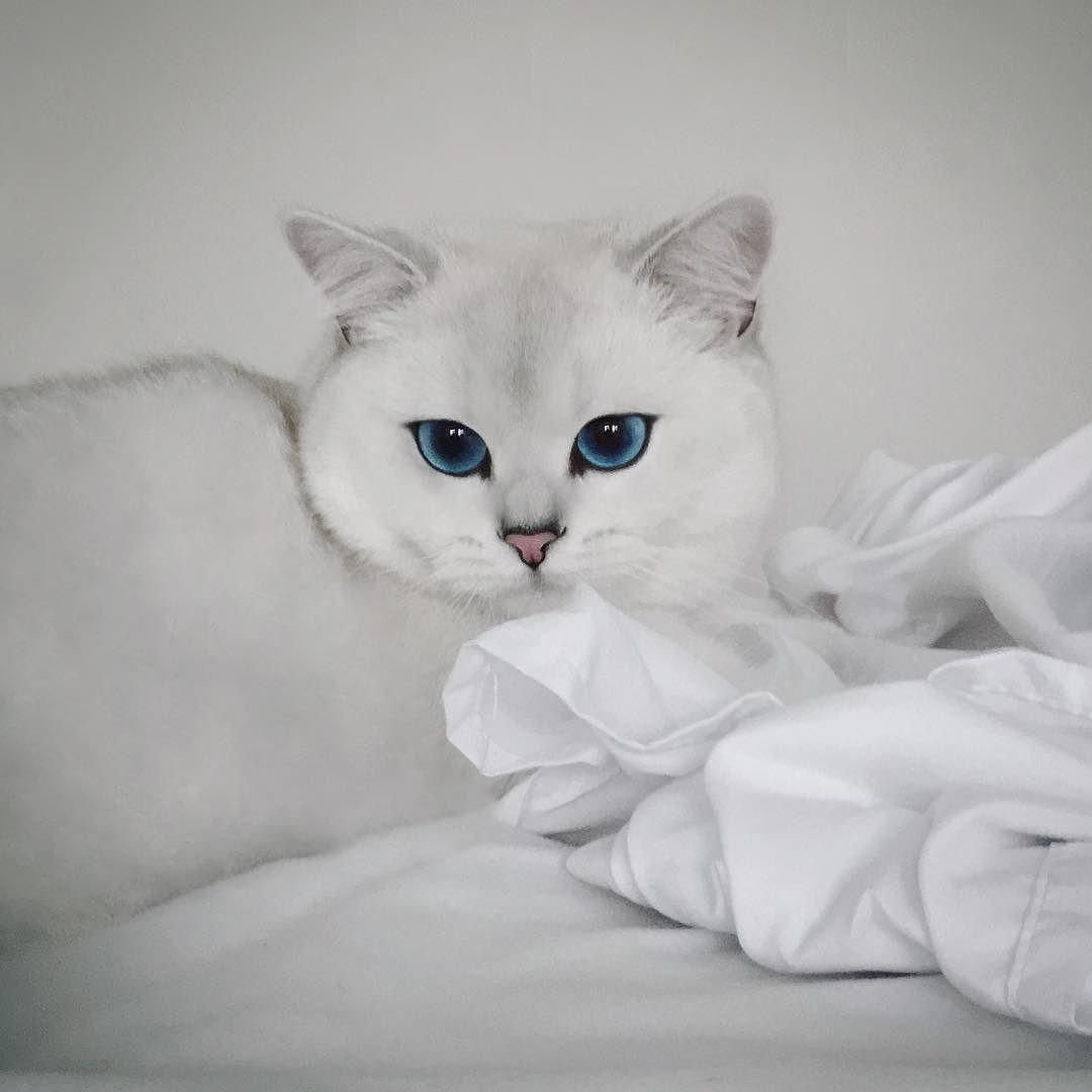 Белый котёнок с голубыми глазами Эстетика