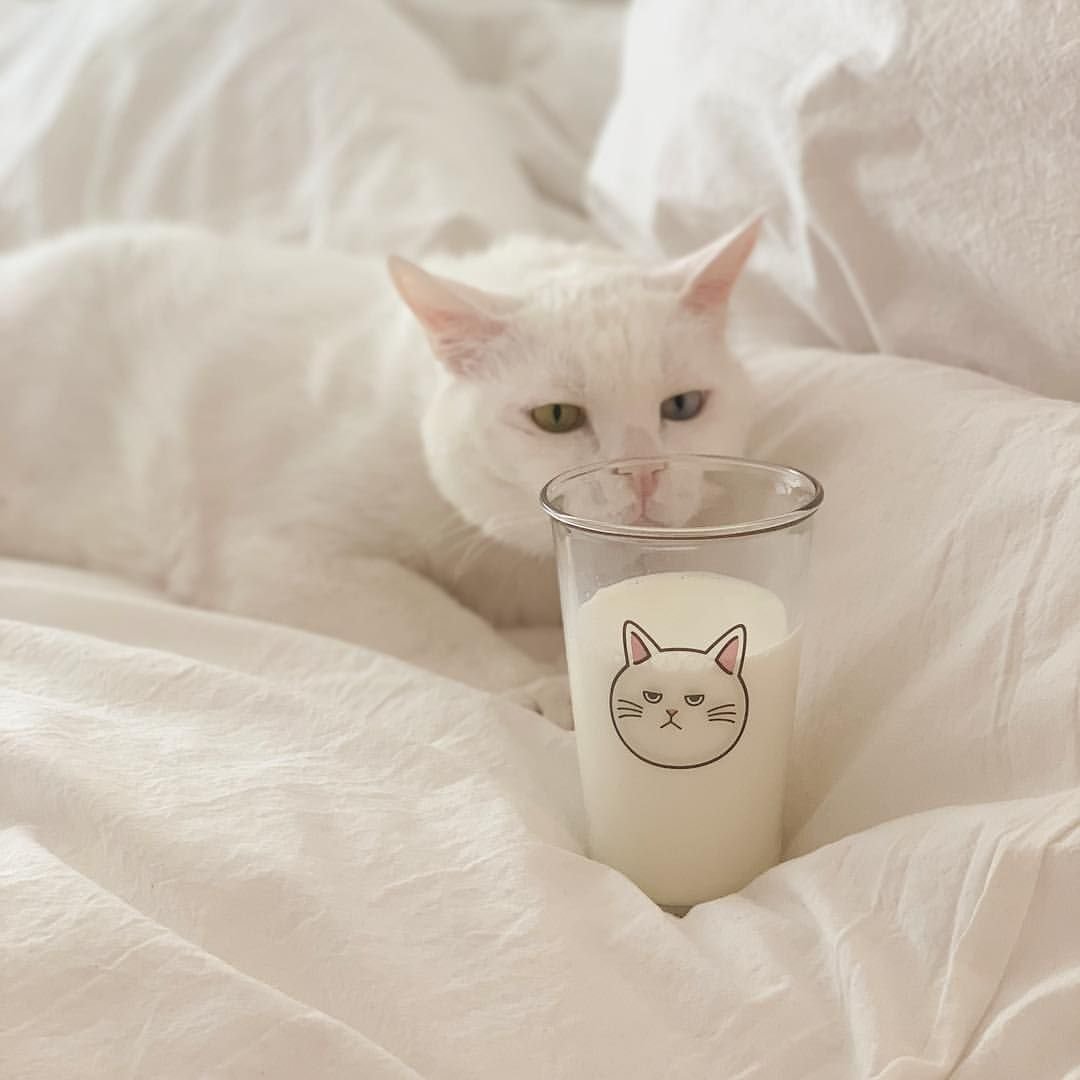 Белый котенок Эстетика