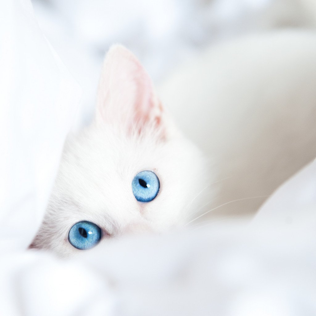 Кошка белая