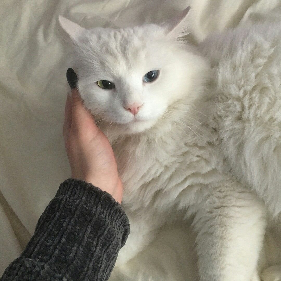 Ангорская кошка