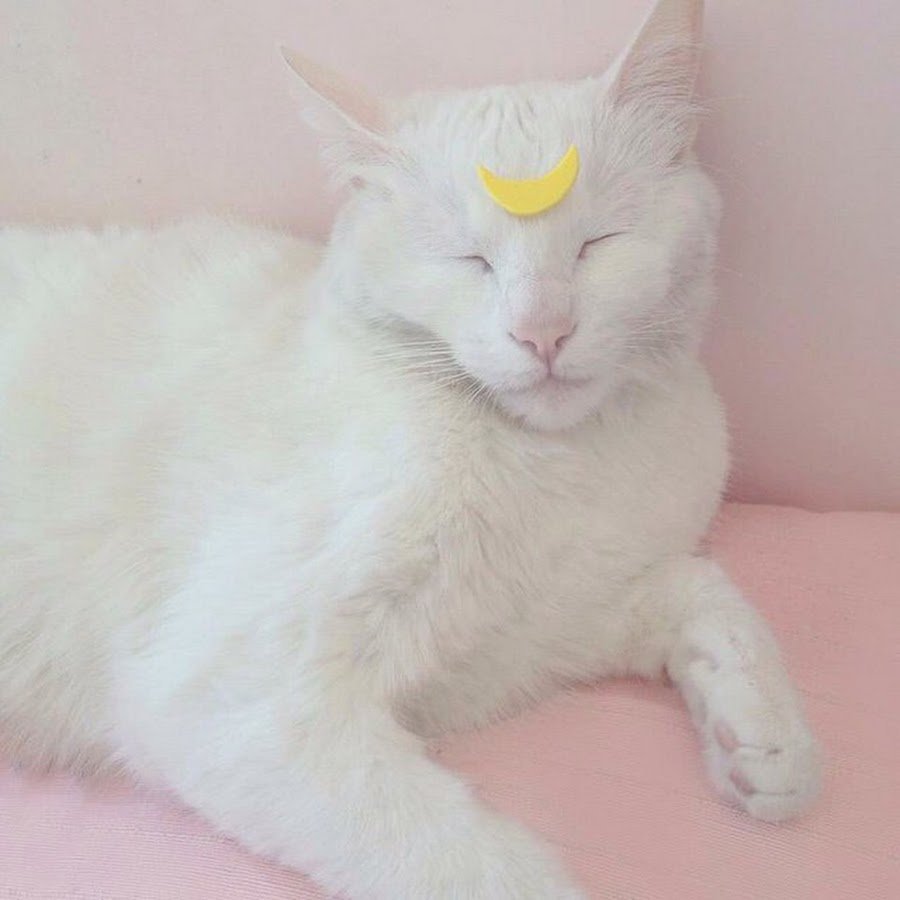 Белая кошка с розовыми ушами