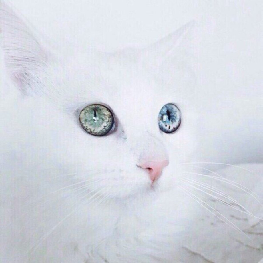 Милые котики