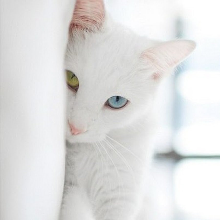 Белая кошка лежит