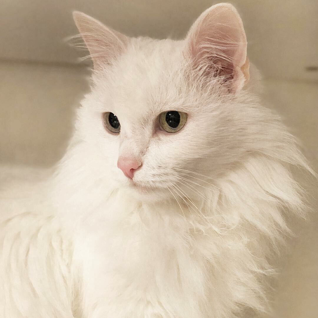 Нежные котята