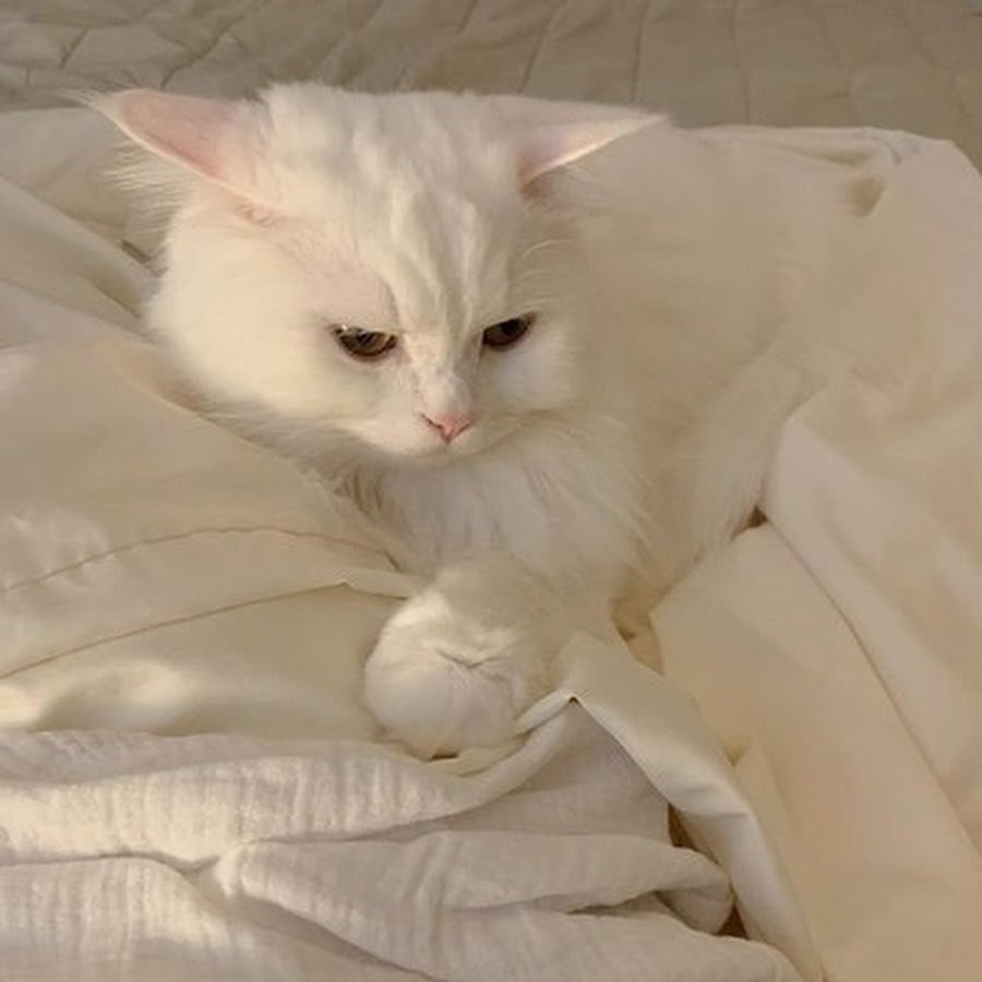 Белая кошка Эстетика