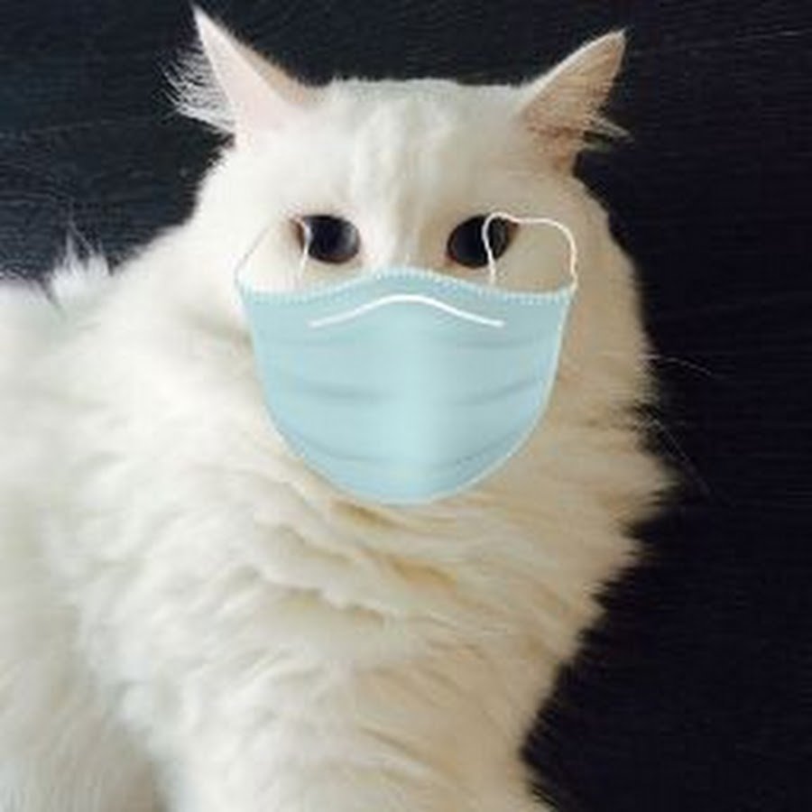 Белые пушистые коты