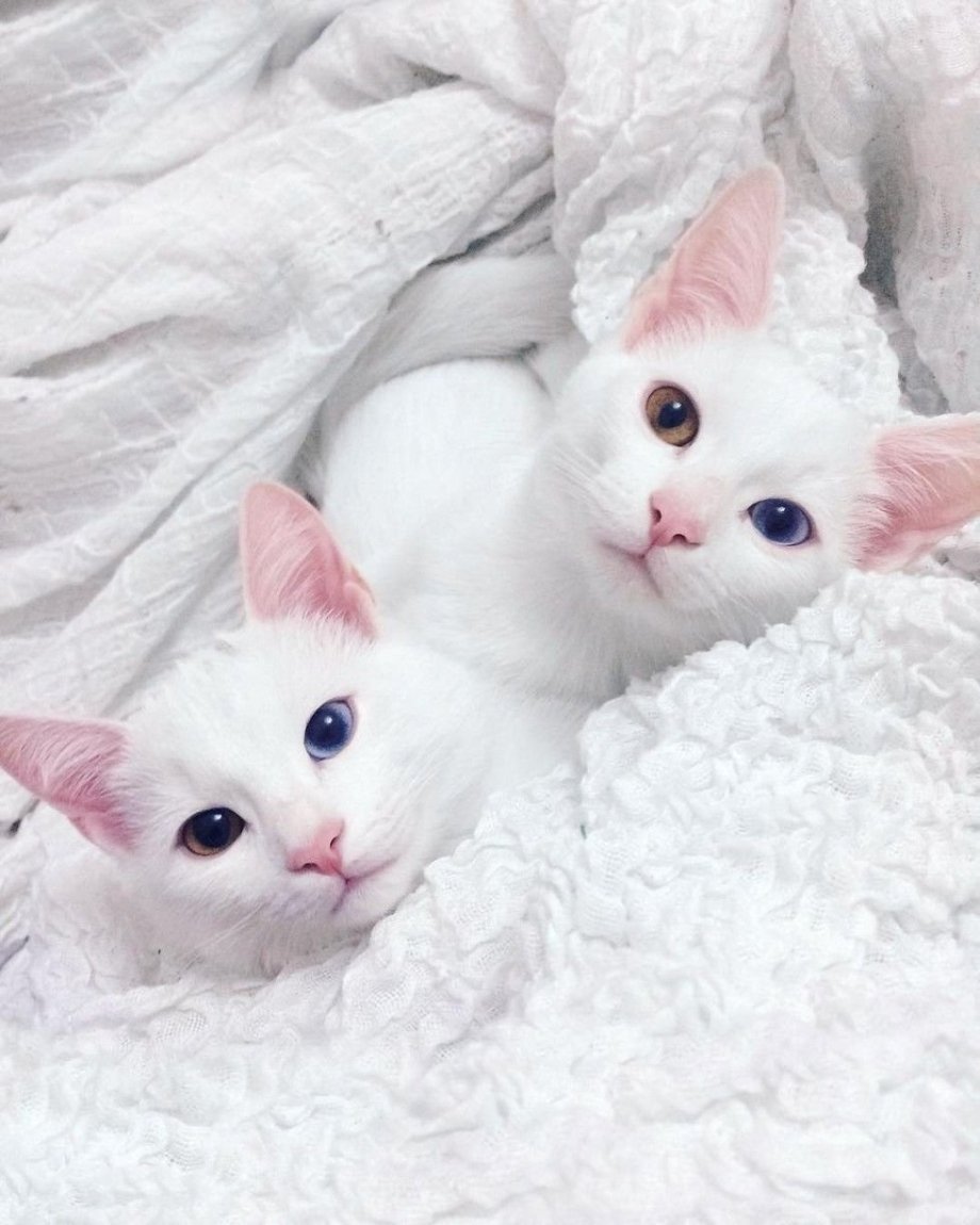 Коби порода кошек