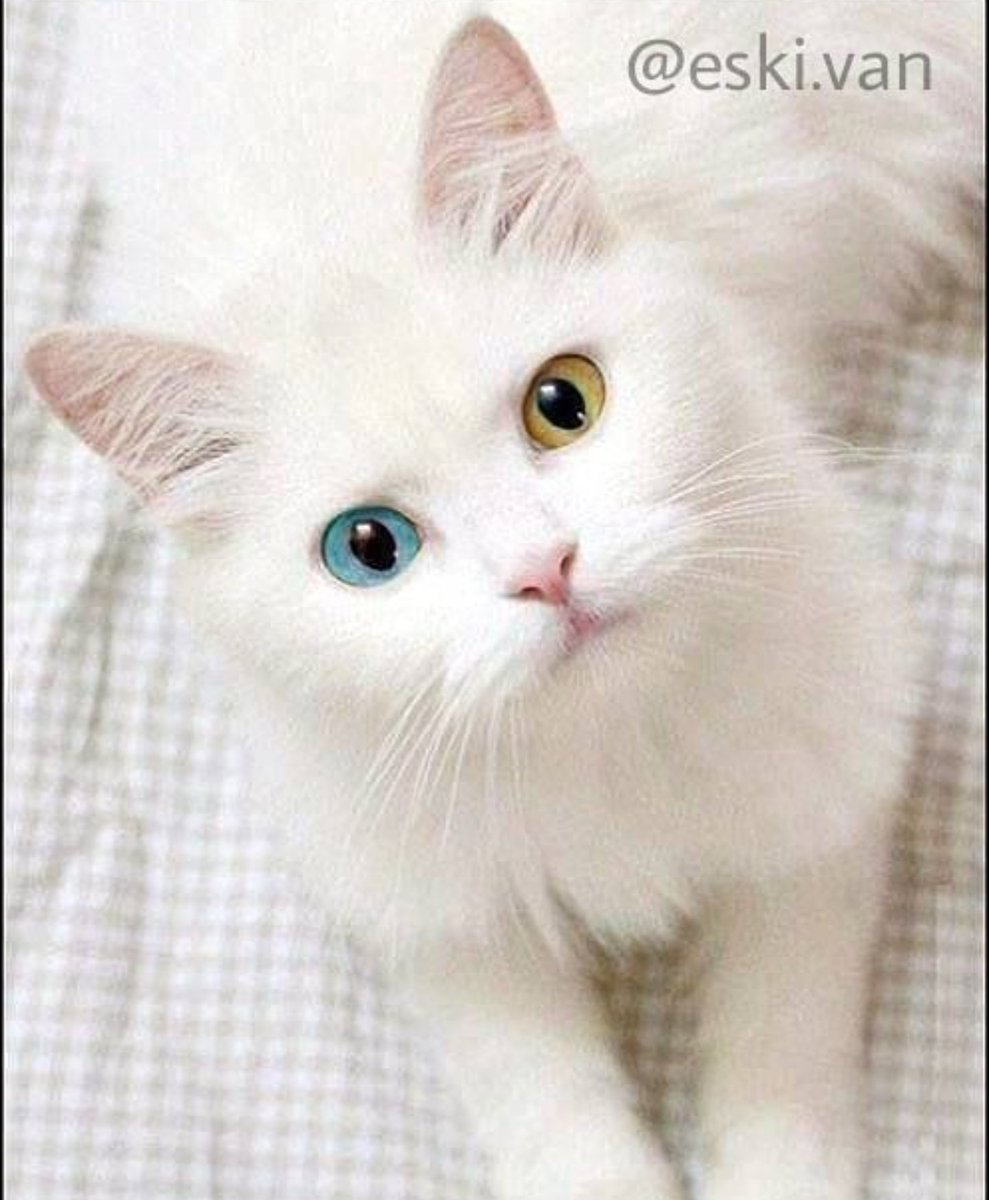 Белый котенок