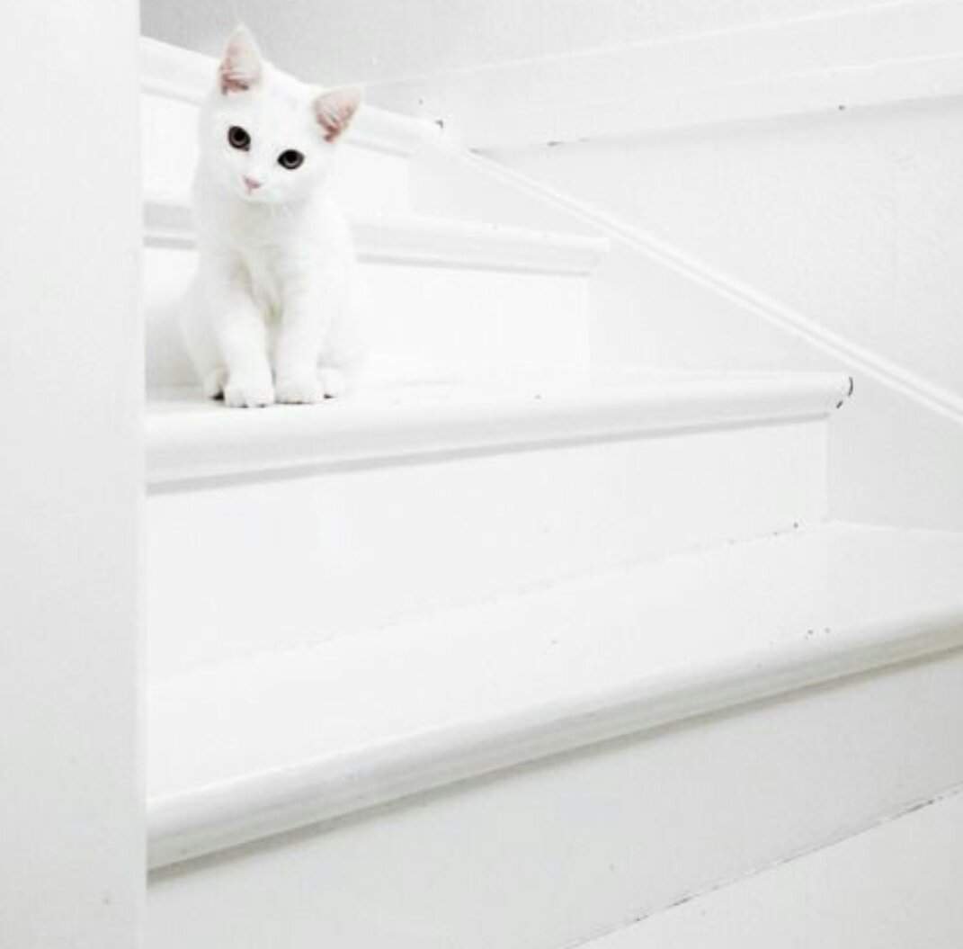 Кошка белая