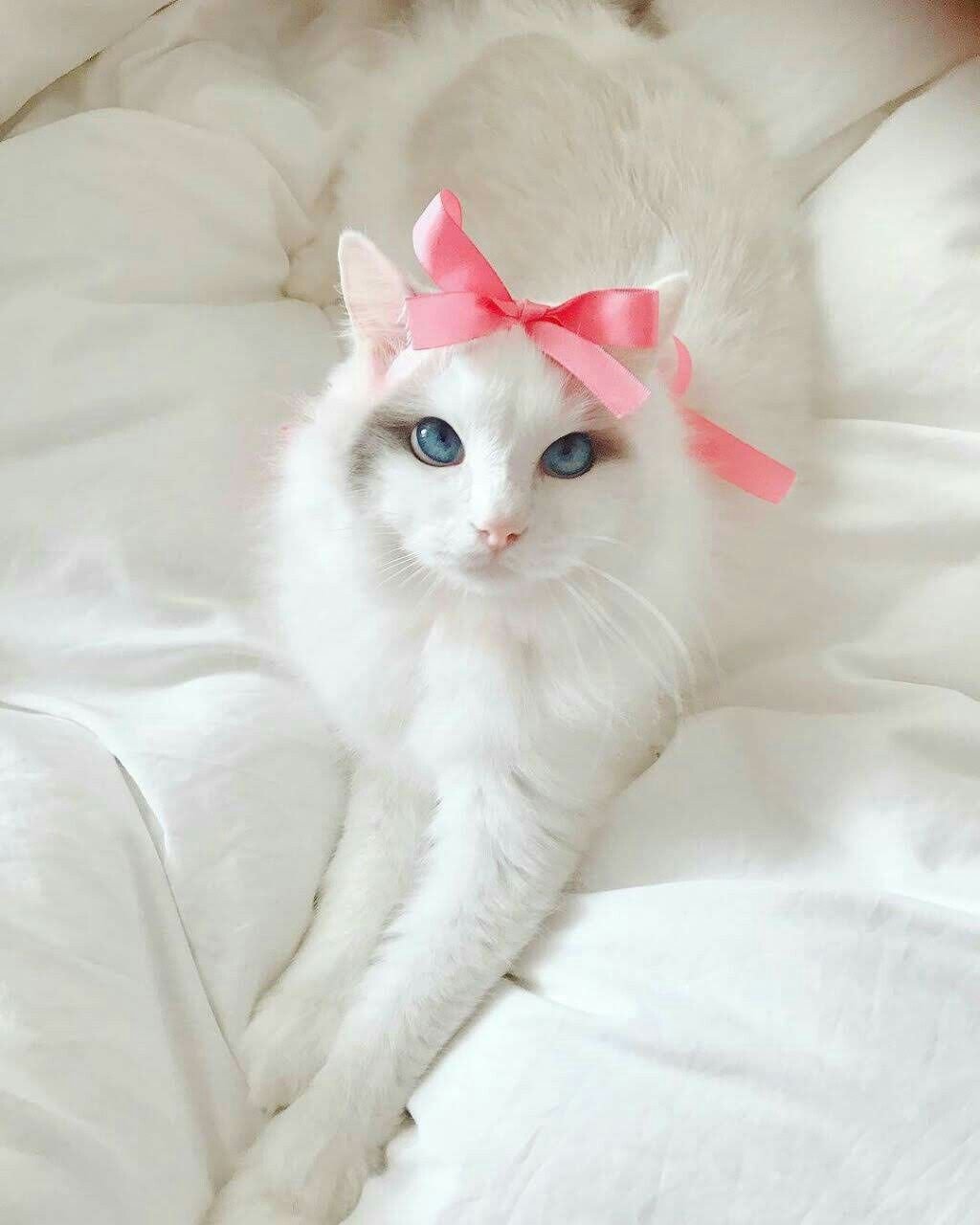 Турецкая ангора кошка короткошерстная