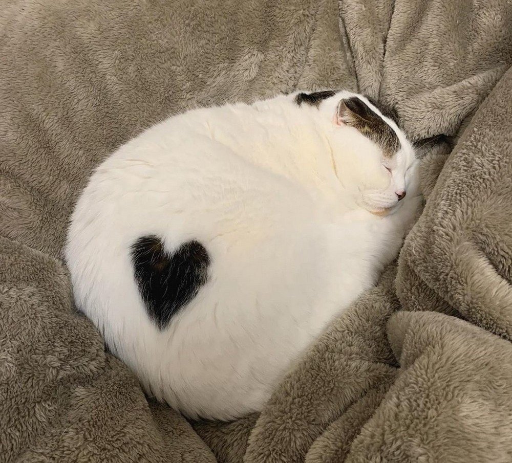 Коты Эстетика