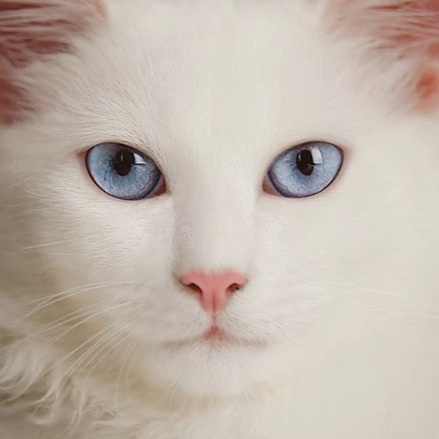 Милые котики Эстетика