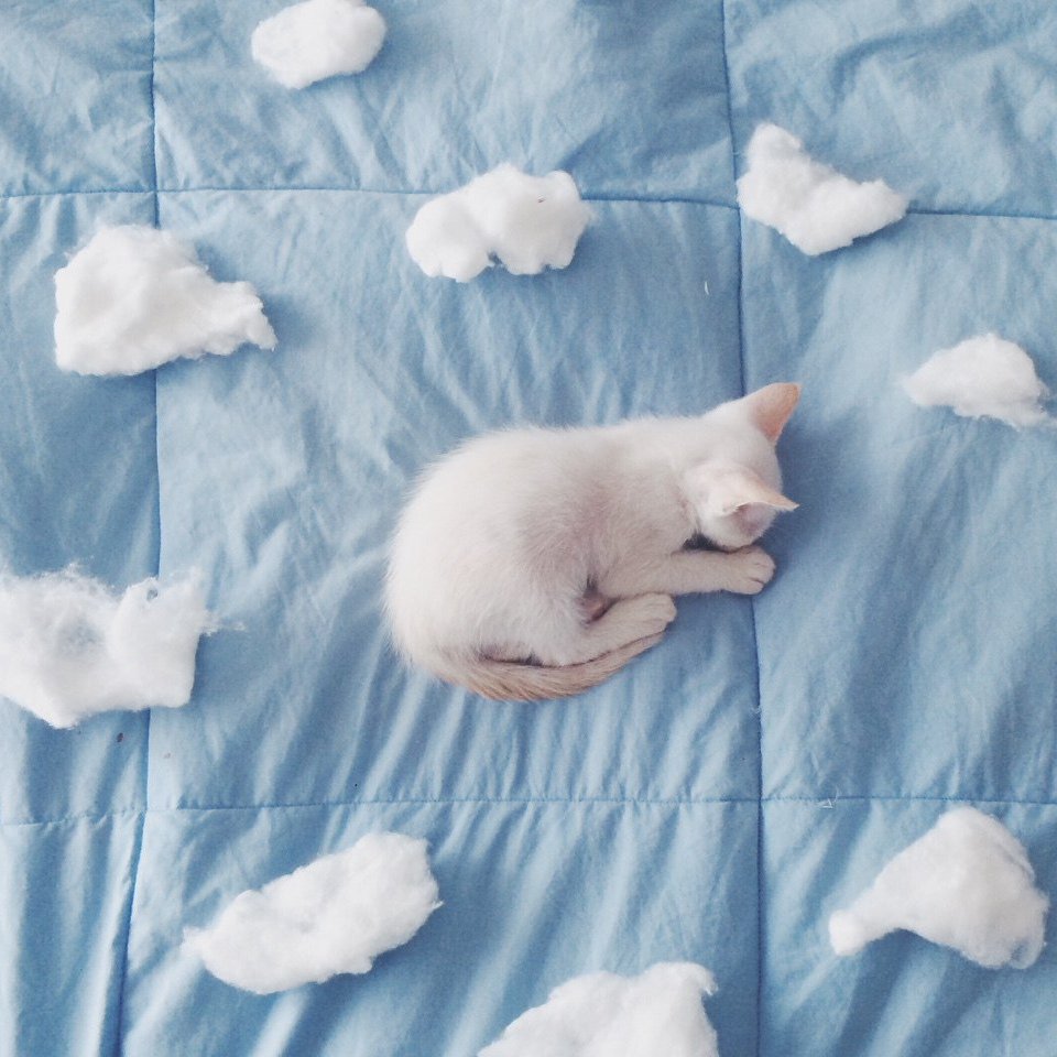 Котята Эстетика